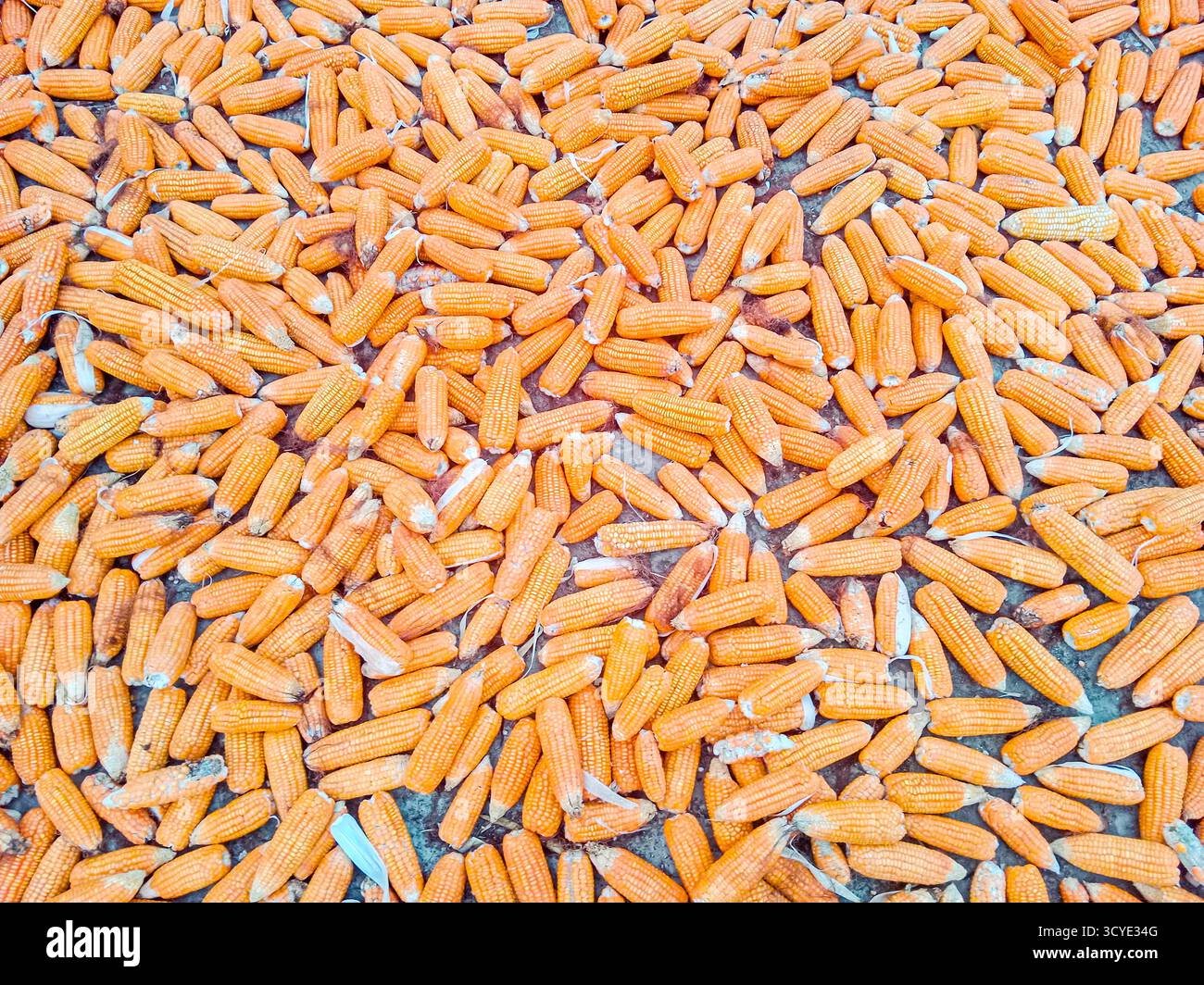 Récolte de maïs abondance épis de maïs fraîchement cueillis étalés pour sécher. Les noyaux dorés et les enveloppes vertes luxuriantes constituent une scène visuellement attrayante. Banque D'Images