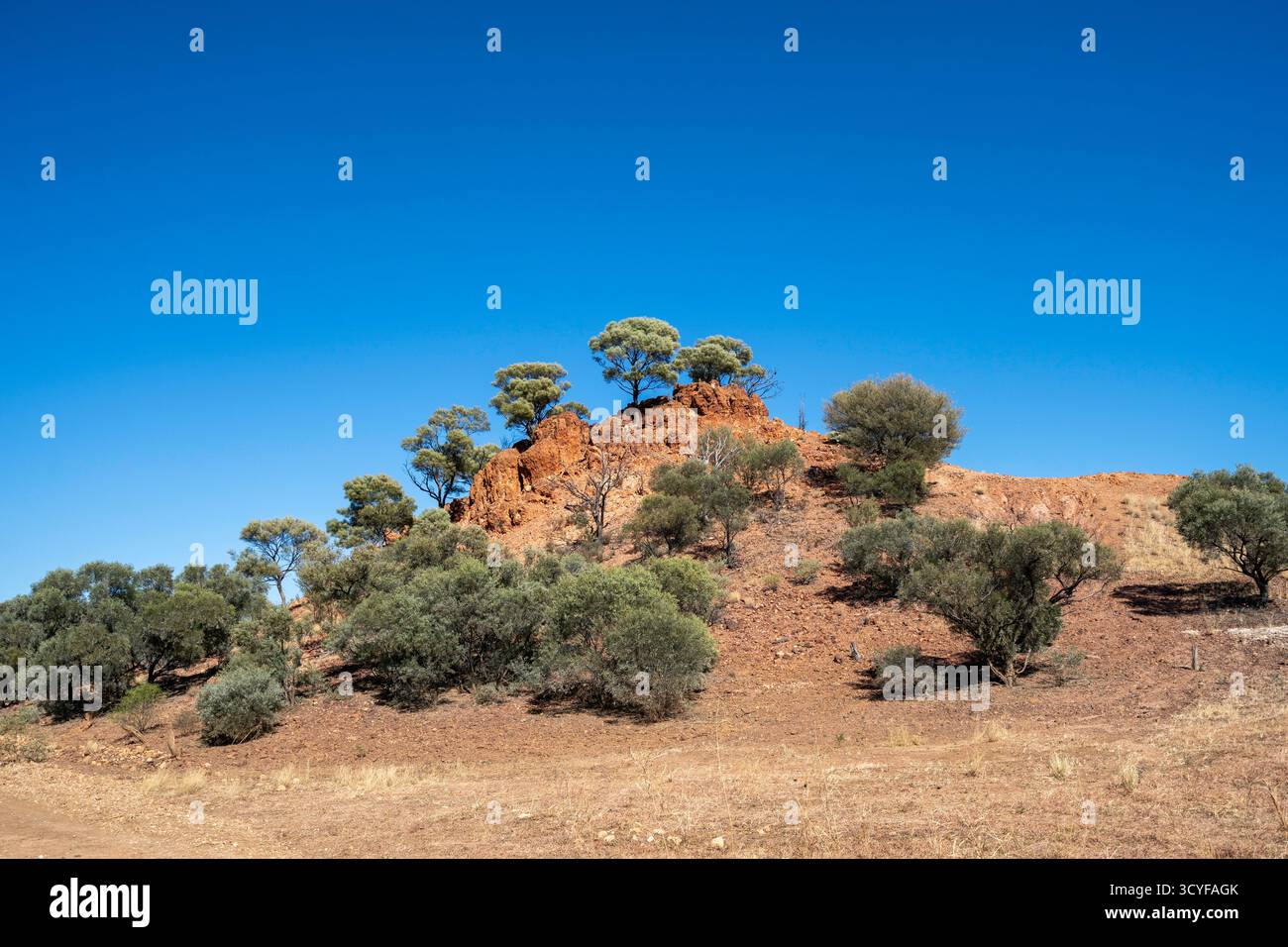 Arbres poussant sur le sommet de la croûte dure de la formation de mesa, Macalreas Gap Diamantina, Winton Queensland Australie Banque D'Images