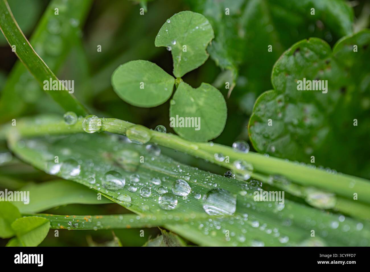 Macro photo d'herbe juteuse verte avec de grandes gouttes de pluie — vue de dessus photographie de nature artistique Banque D'Images