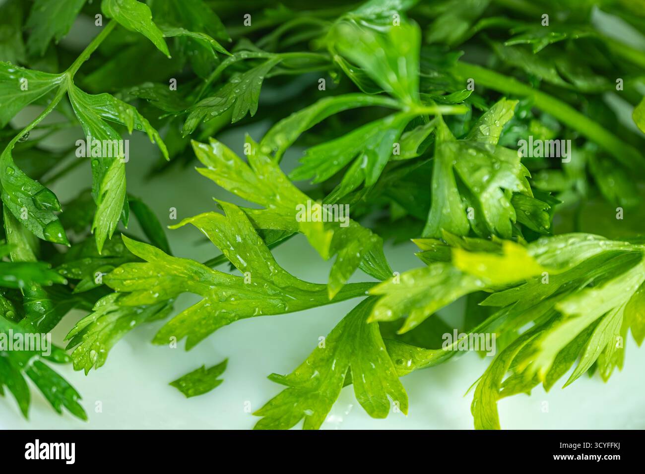 Persil vert frais avec des gouttes d'eau sur une assiette blanche — photographie macro-alimentaire, herbe biologique saine Banque D'Images