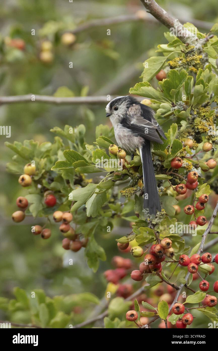 Oiseau adulte tit Aegithalos caudatus à longue queue sur une branche d'aubépine avec des baies rouges en été, Angleterre, Royaume-Uni Banque D'Images