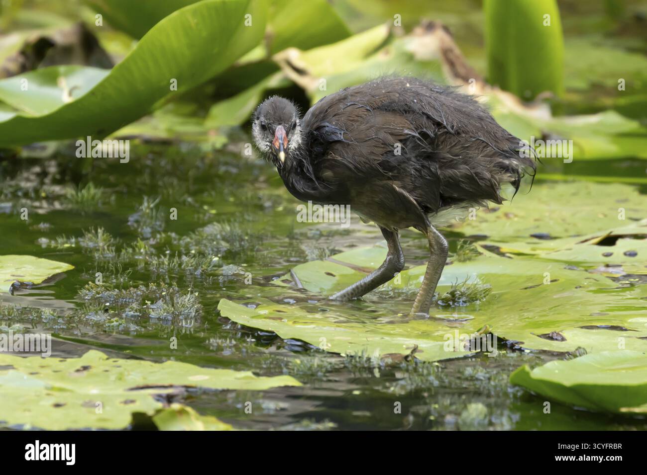 Moorhen (Gallinula chloropus) jeune oiseau sur un nénuphar dans un étang, Angleterre, Royaume-Uni Banque D'Images