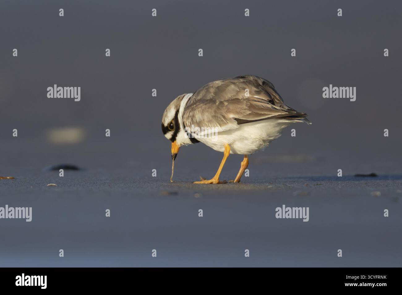 Pluvier annelé (Charadrius hiaticula) échassier adulte se nourrissant d'un ver sur une plage côtière, Angleterre, Royaume-Uni Banque D'Images