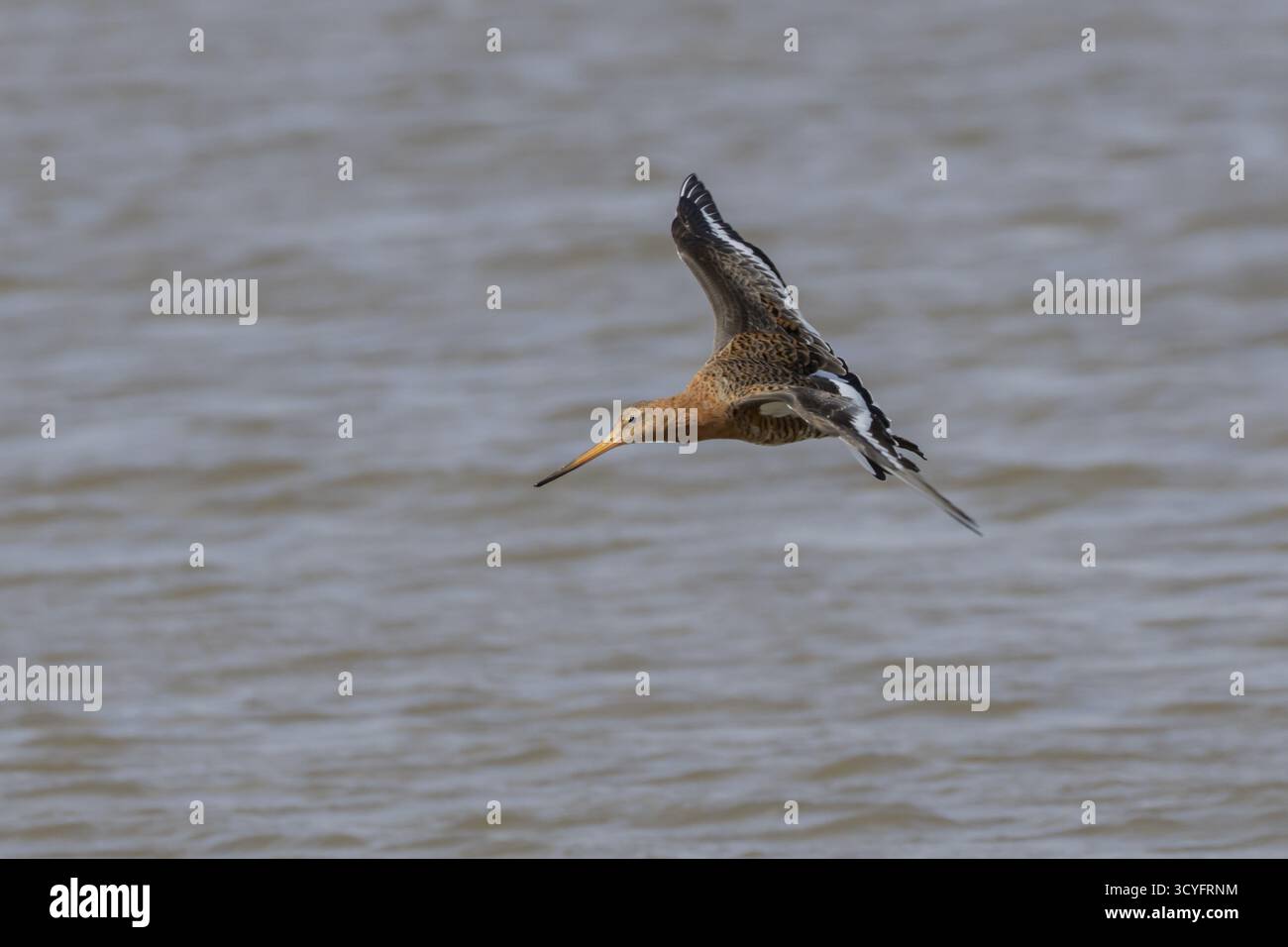 Godwit à queue noire (Limosa limosa) échassier mâle adulte dans le plumage d'été volant au-dessus de l'eau, Angleterre, Royaume-Uni Banque D'Images