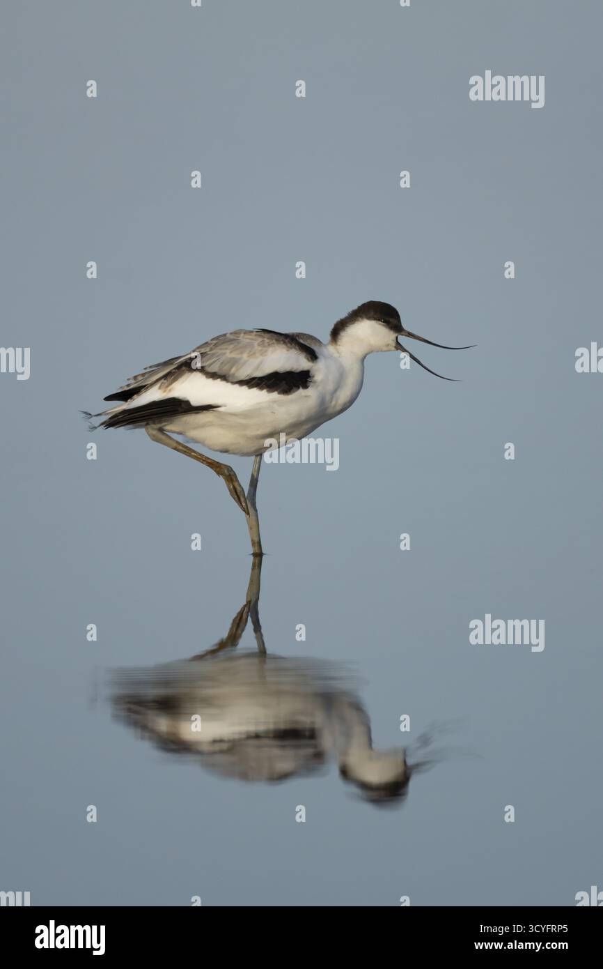 Pied Avocet (Recurvirostra avosetta) échassier adulte appelant dans un lagon peu profond avec une réflexion sur l'eau calme, Angleterre, Royaume-Uni Banque D'Images