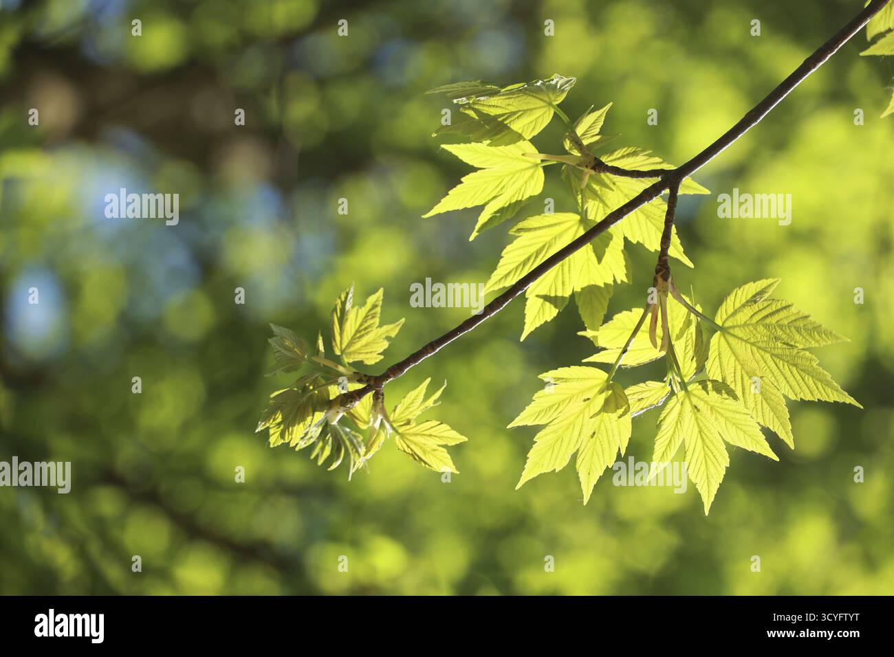 Une branche d'arbre feuillu avec une feuille vert vif. La feuille est au soleil et la lumière brille dessus Banque D'Images