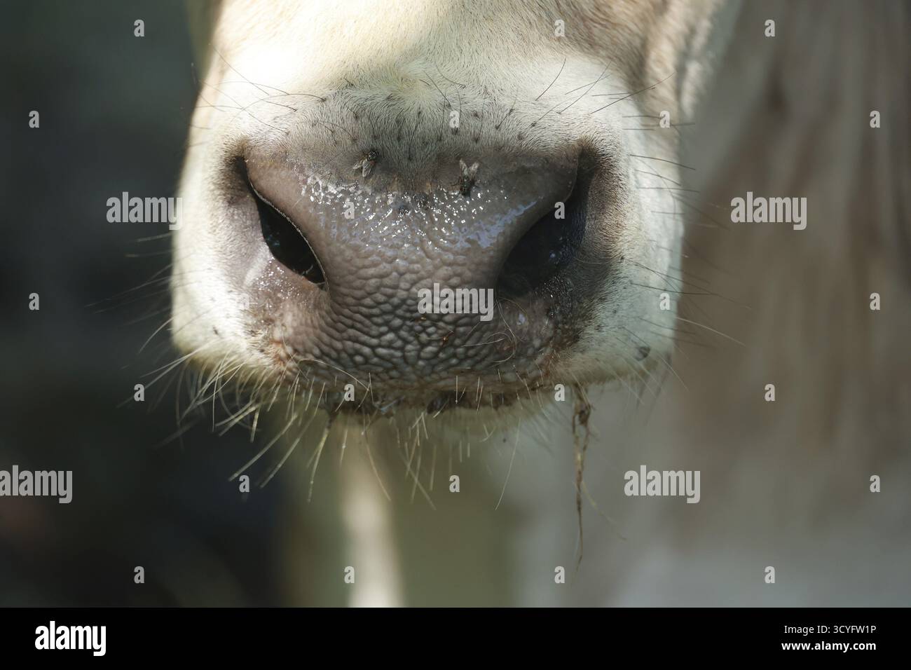 Le nez d'une vache est humide et sale. Le nez est couvert de boue et de saleté. Le nez de la vache est également recouvert d'une substance blanche Banque D'Images