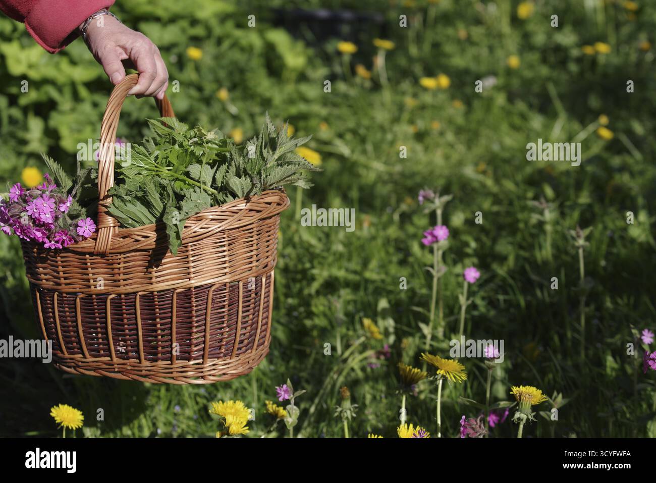Panier plein de fleurs et d'herbes est tenu par une personne dans un champ. Le panier est rempli d'une variété de plantes, y compris certaines qui sont violettes A. Banque D'Images