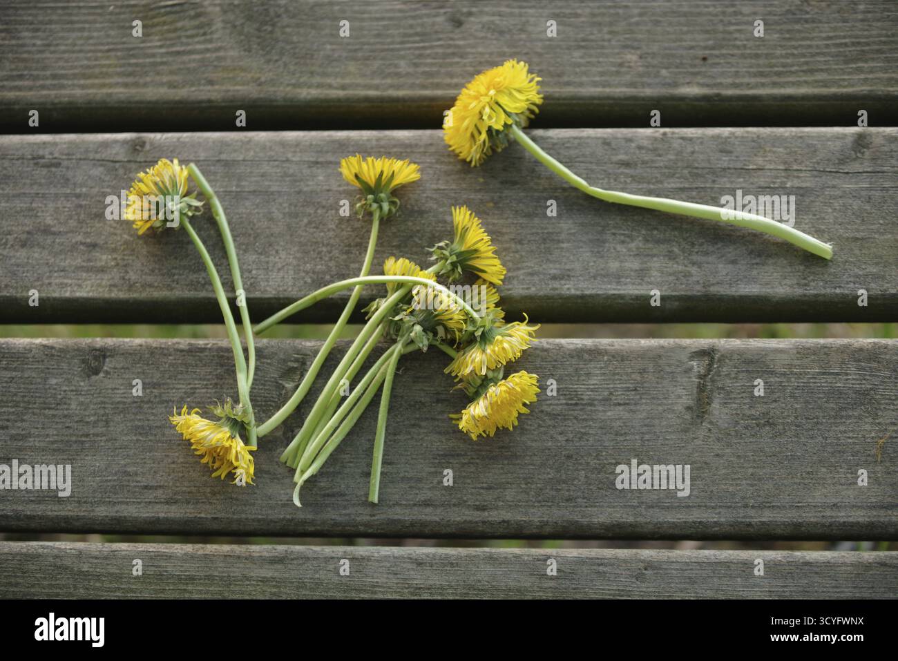 Bouquet de fleurs jaunes sont dispersées sur un banc en bois. Les fleurs sont fanées et ont des tiges brunes. Concept de tristesse et de perte, comme les fleurs l'ont fait Banque D'Images