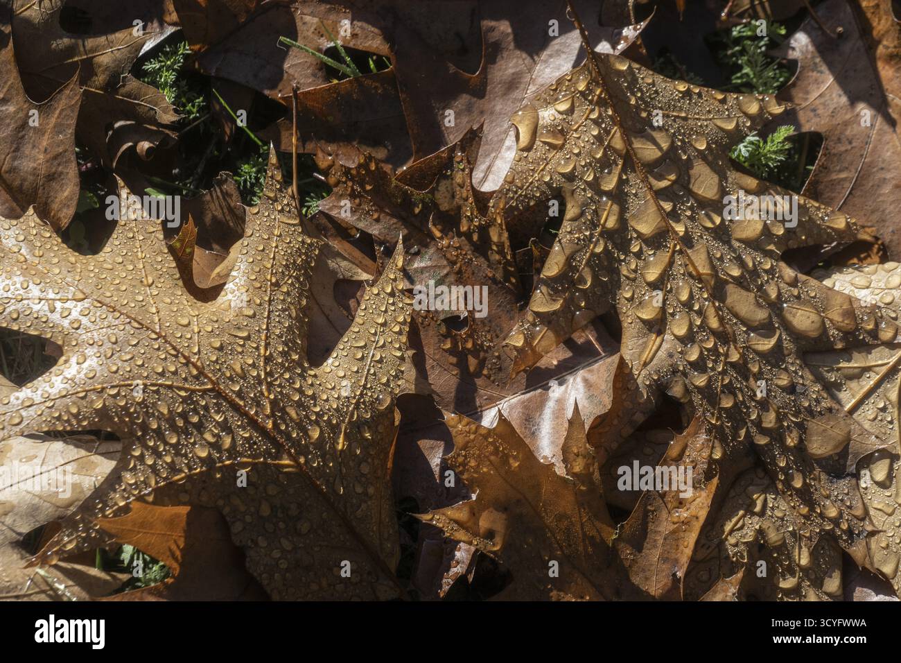 La rosée tombe sur la feuille d'un chêne rouge (Quercus rubra), Emsland, basse-Saxe, Allemagne Banque D'Images La rosée tombe sur la feuille d'un chêne rouge (Quercus rubra), Emsland, basse-Saxe, Allemagne Banque D'Images