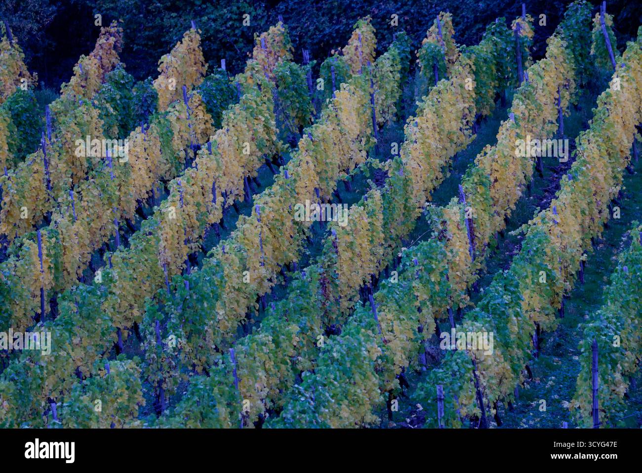 19 octobre 2025, Rhénanie-du-Nord-Westphalie, Rhöndorf : vignes dans un vignoble de Rhöndorf. Photo : Thomas Banneyer/dpa Banque D'Images