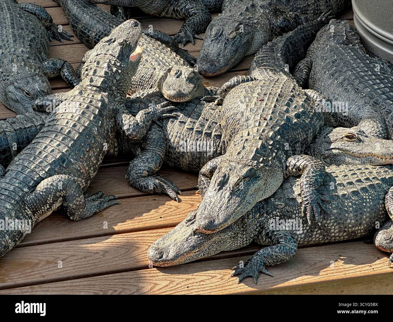 Une vue de plusieurs alligators reposant sur une plate-forme en bois. Banque D'Images
