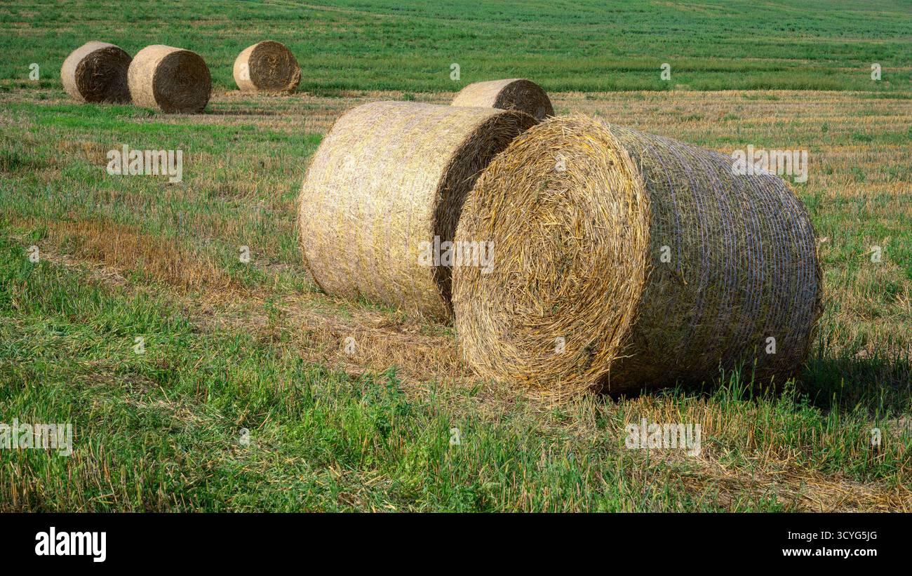 Paysage rural avec des balles de foin sur un champ Banque D'Images