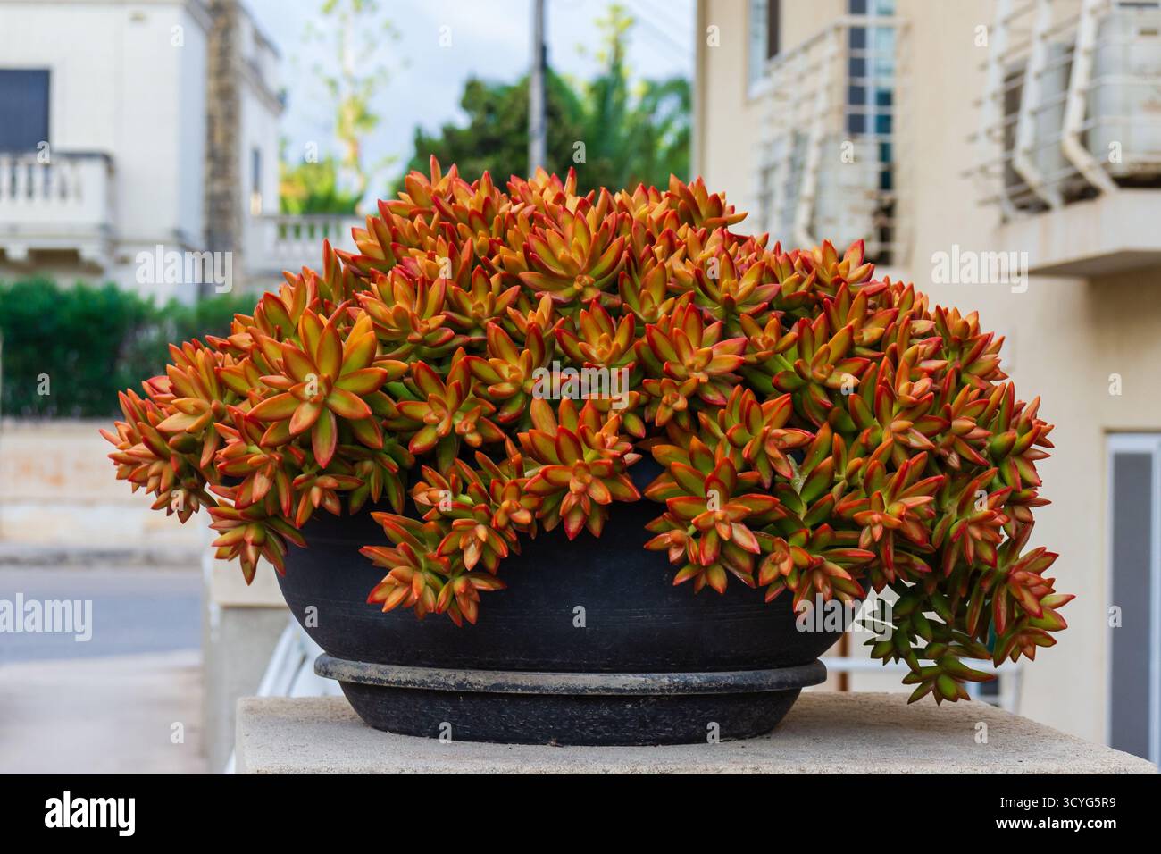Bouquet sucré rouge vif dans un pot de bol noir sur un jardin urbain avec balcon Banque D'Images
