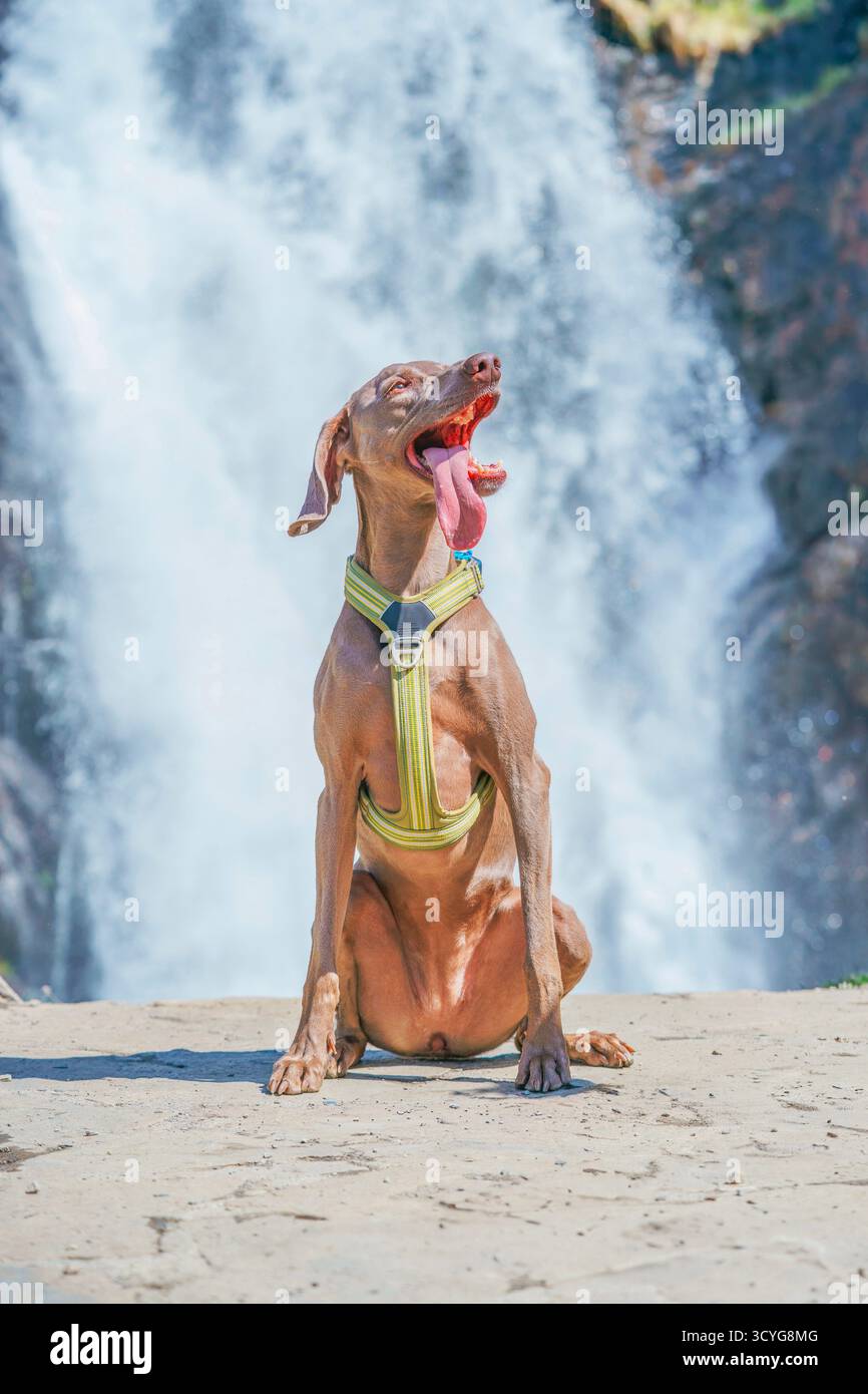 Chien Weimaraner fatigué assis et haletant fortement, se rafraîchissant avec sa bouche ouverte devant une cascade de montagne rafraîchissante Banque D'Images