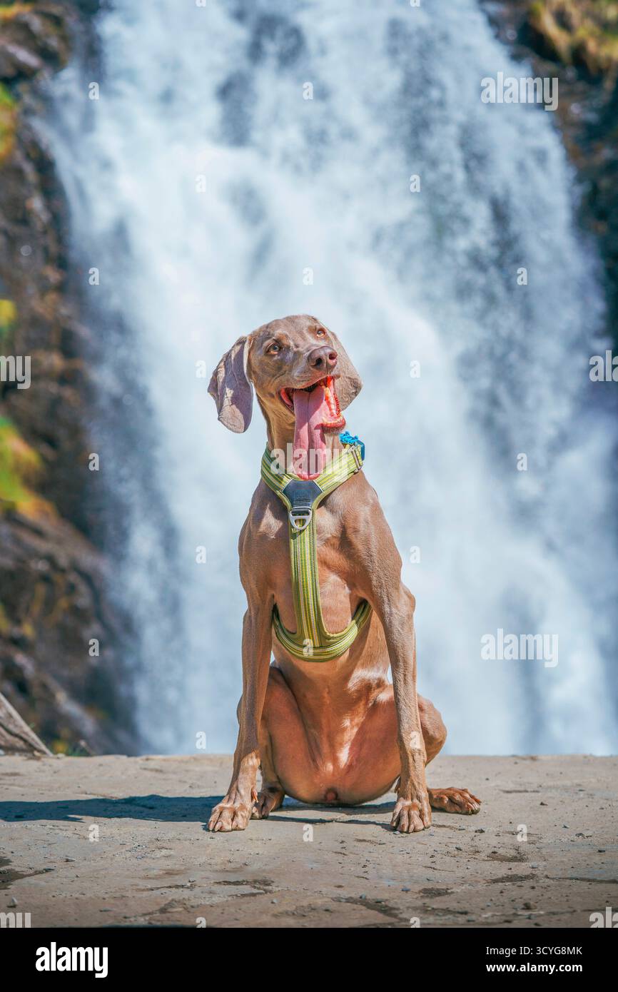Un chien Weimaraner heureux et rafraîchi assis et haletant avec une très longue langue devant une cascade froide Banque D'Images