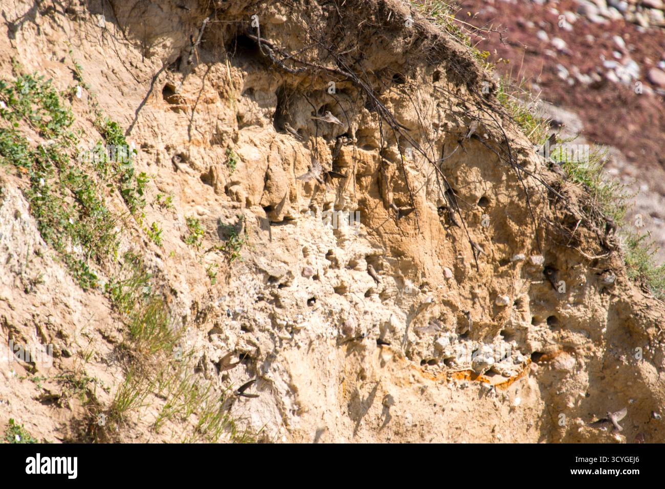 Une vue rapprochée d'une falaise de sable sur la péninsule de Røsnæs près de Kalundborg, Danemark, montrant plusieurs petits trous utilisés comme sites de nidification par Sand Martins Banque D'Images