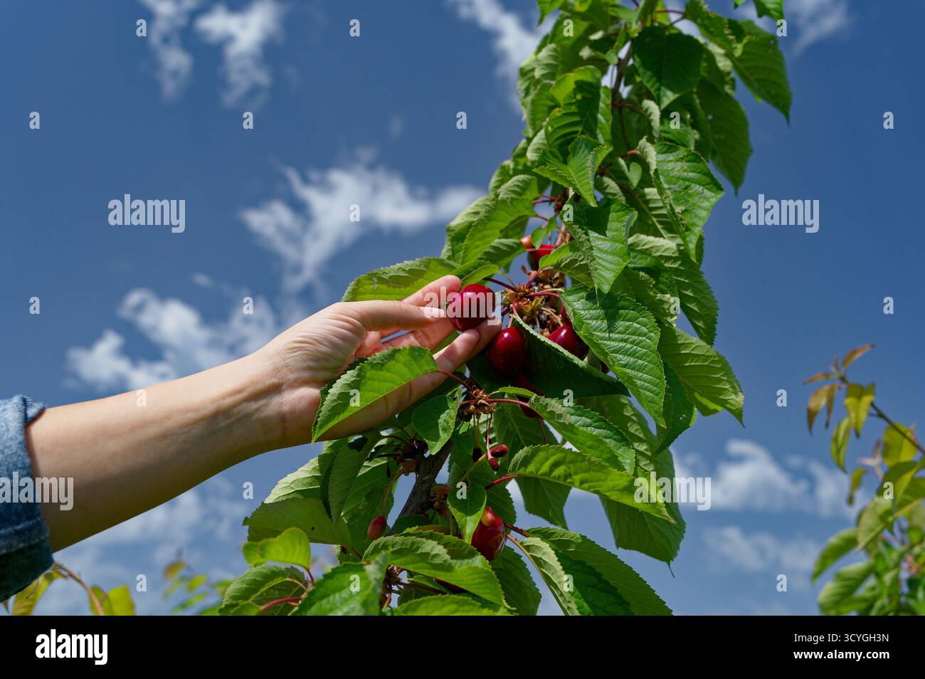 Main atteint pour les cerises mûres sur une branche sous un ciel d'été lumineux à une Quinta nommée da Barroca Banque D'Images
