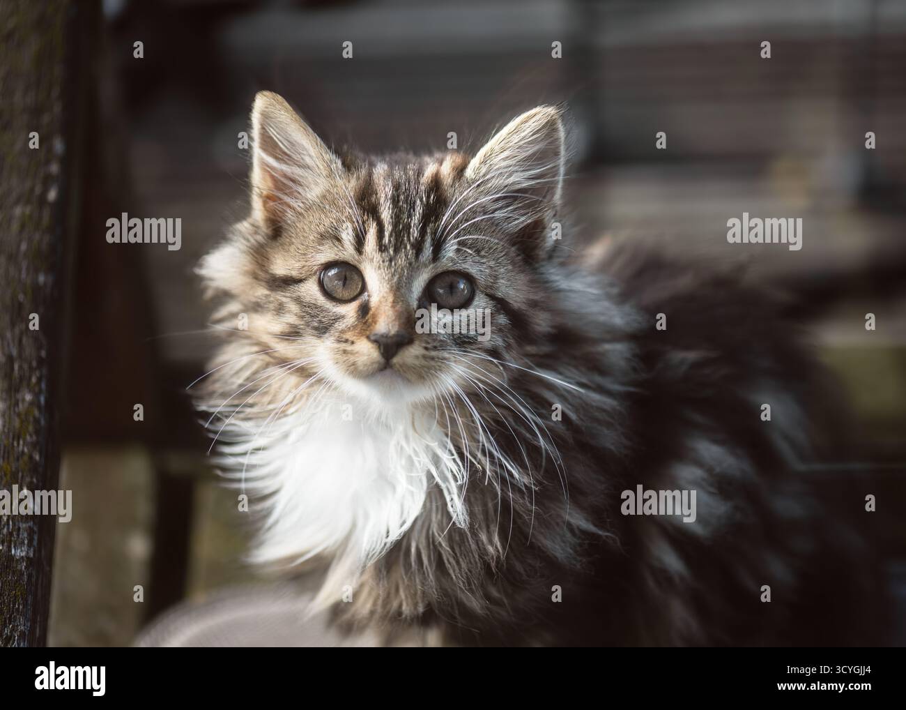 Chaton mignon et moelleux avec une fourrure rayée douce et des yeux brillants regarde curieusement dans l'appareil photo, baigné d'une douce lumière naturelle. (Felis catus) Banque D'Images