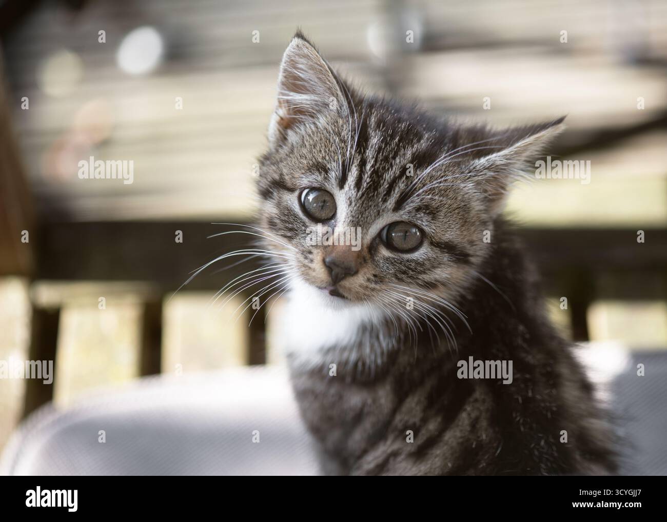 Petit chaton ludique avec de grands yeux brillants et des moustaches délicates assis calmement, baigné dans la lumière chaude du soleil. (Felis catus) concept de ferme naturelle. Banque D'Images