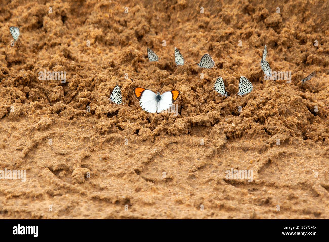 Papillons prenant de l'eau et des minéraux de la boue après les pluies. Banque D'Images