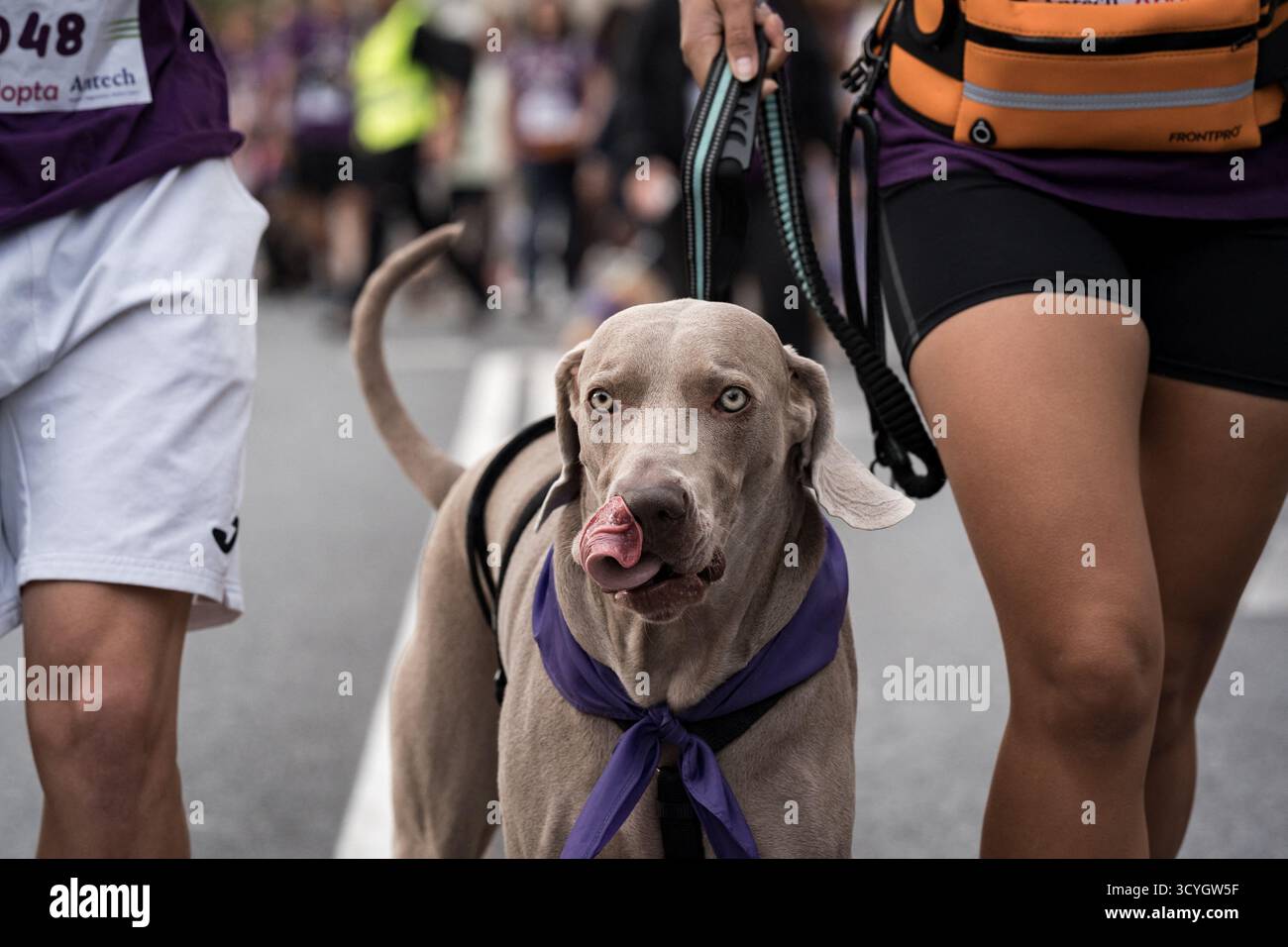 Madrid, Espagne. 19 octobre 2025. Les coureurs avec leurs animaux de compagnie participent au Perrotón Madrid 2025, le 19 octobre 2025, à Madrid (Espagne). Le Perrotón est une course solidaire qui vise à sensibiliser à l’adoption et à la propriété responsable des animaux de compagnie et contre l’abandon et la maltraitance des animaux. Pendant l'événement, les participants courent une distance d'environ 4,5 kilomètres avec leurs chiens. Photo Diego Radamés/Europa Press/ABACAPRESS.COM crédit : Abaca Press/Alamy Live News Banque D'Images