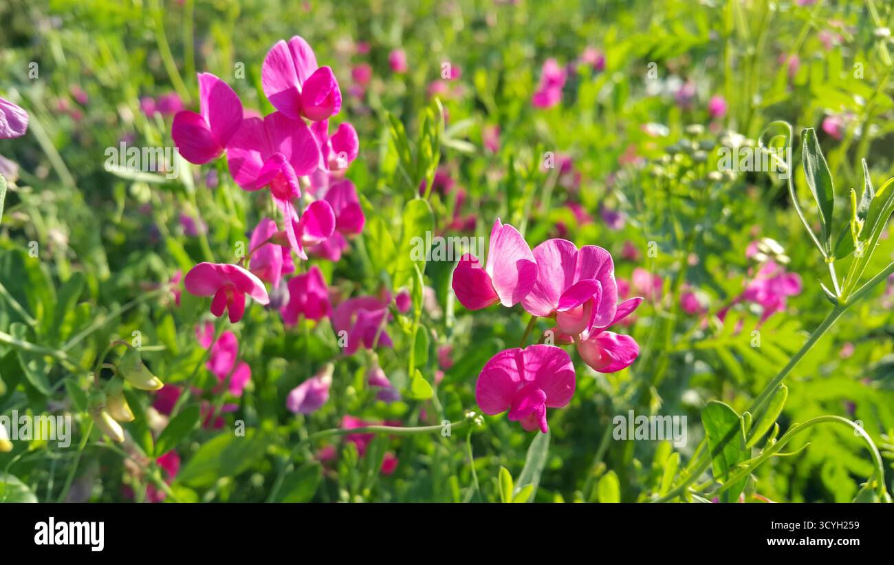 De beaux pois roses fleurissent à l'état sauvage Banque D'Images