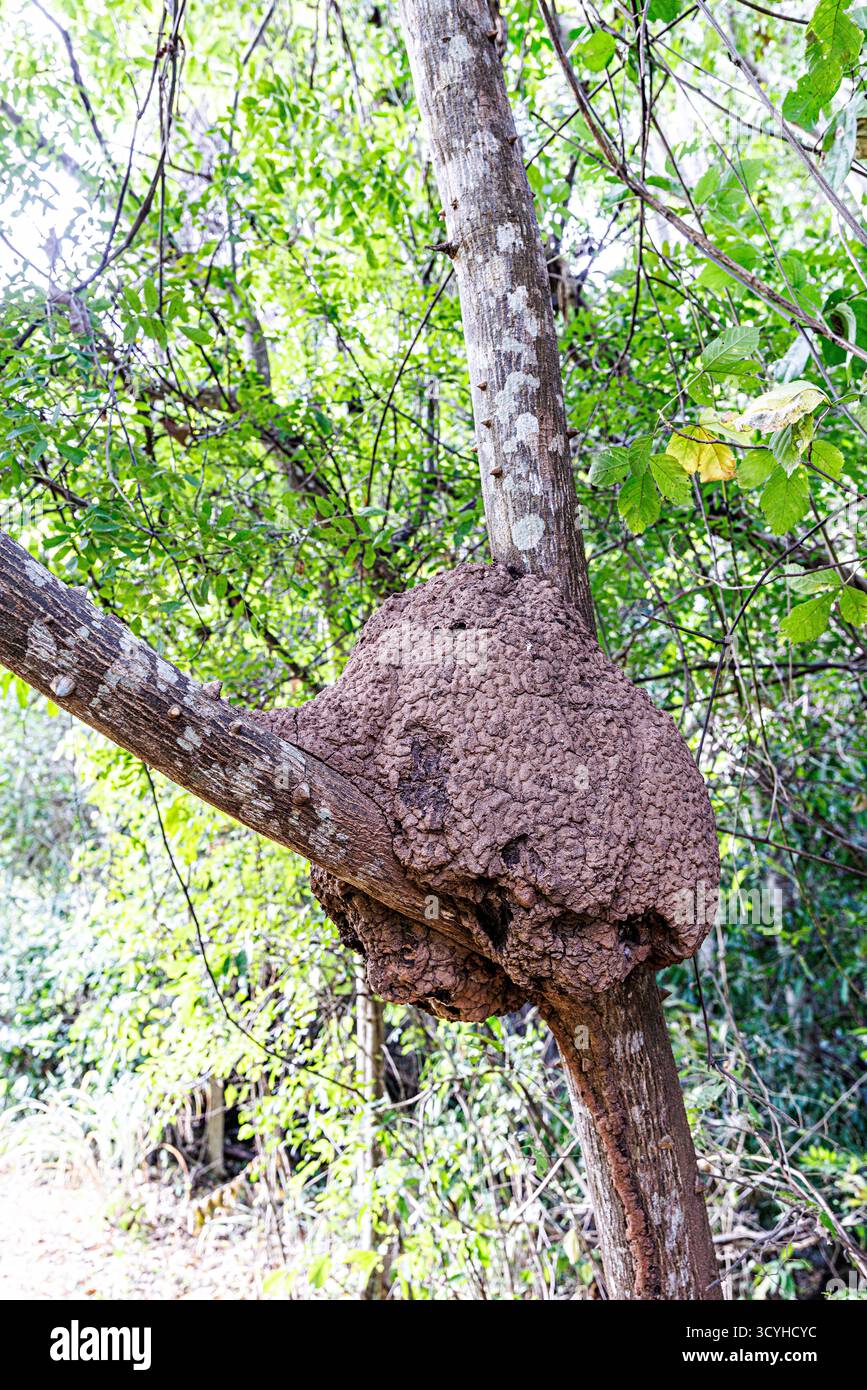 Nid de termites dans l'arbre, parc national de Cavernas do Peruaçu, Brésil Banque D'Images