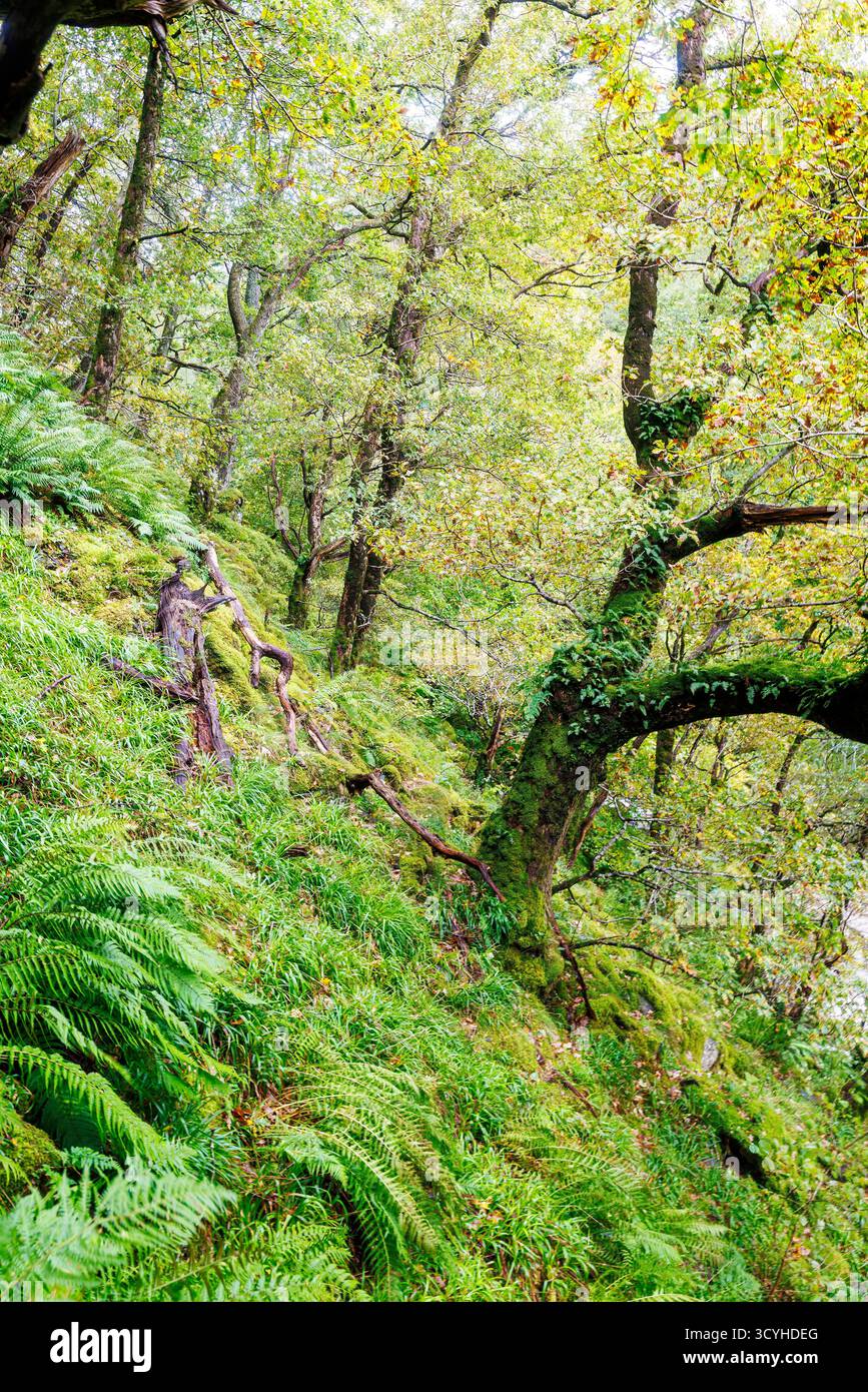 Fougères et arbres sur la pente près de Lodore Falls, Lake District, Royaume-Uni Banque D'Images