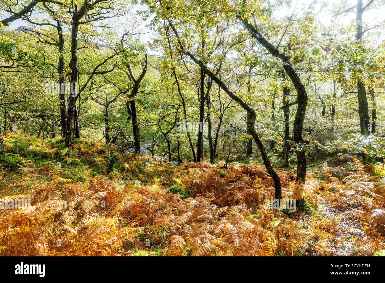 Fougères et arbres près de Lodore Falls, Lake District, Royaume-Uni Banque D'Images