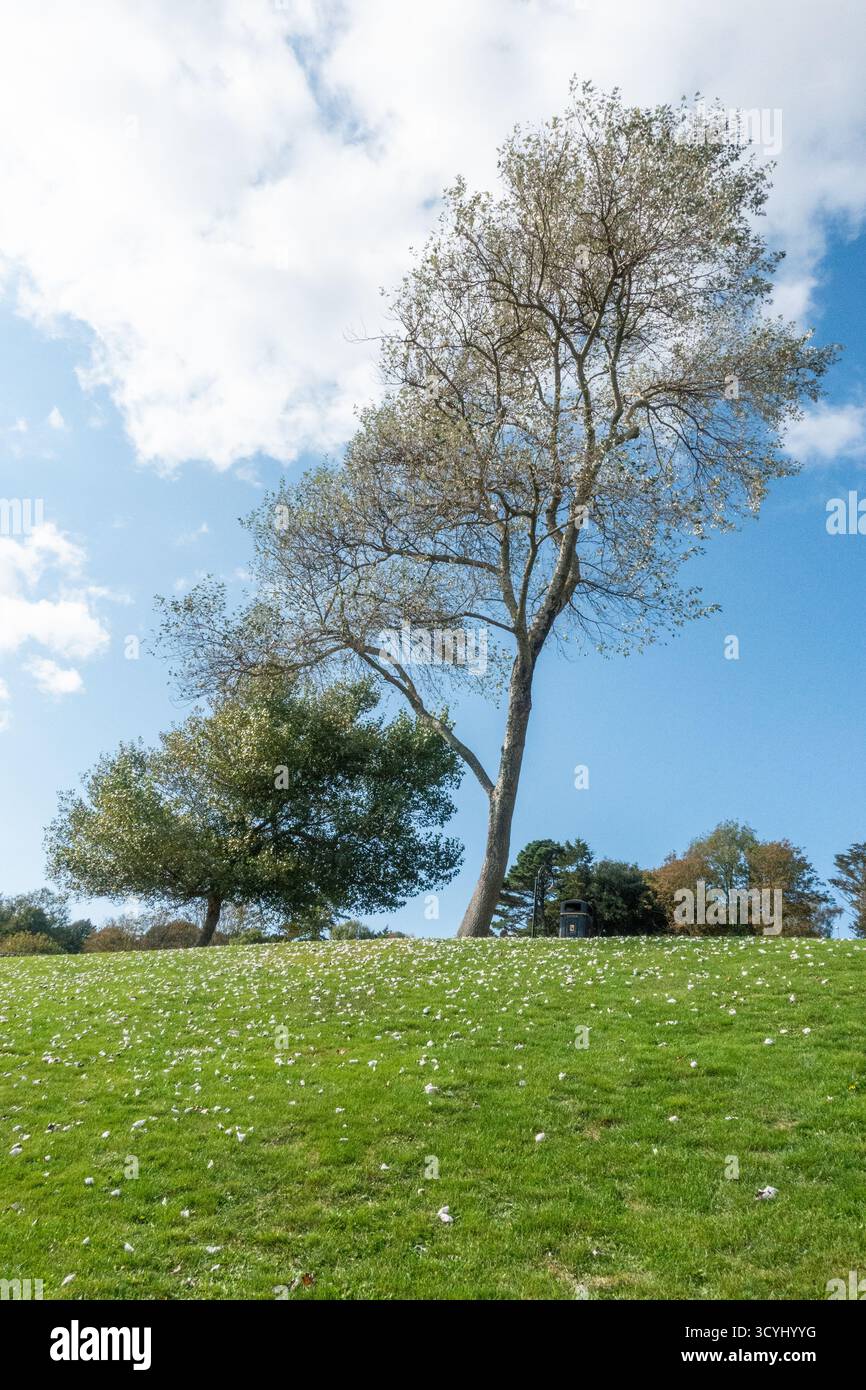 Grand arbre sur une colline herbeuse avec des marguerites sous le ciel bleu et les nuages blancs Banque D'Images