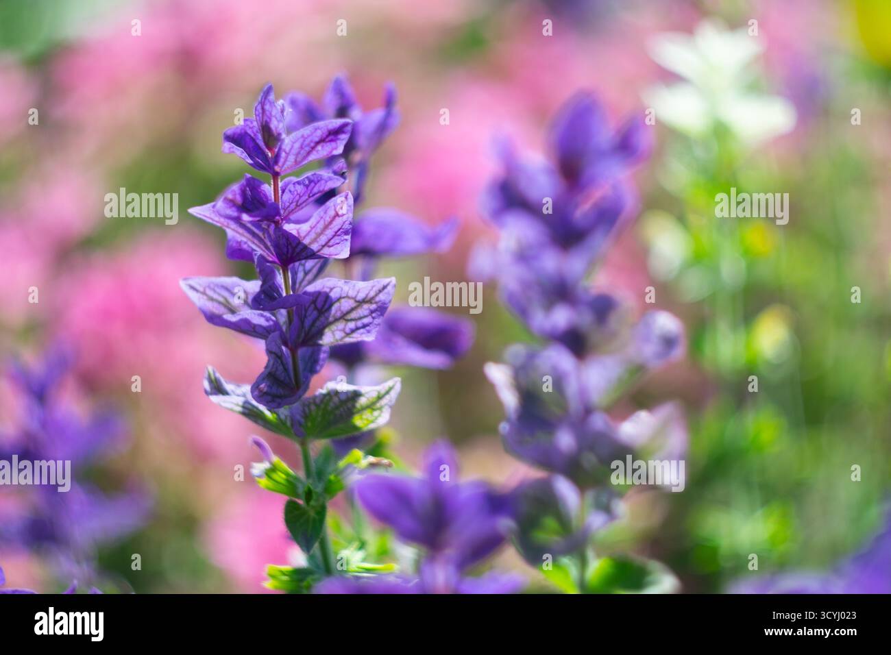 Fleurs sauvages violettes dans une prairie d'été colorée avec fond flou Banque D'Images