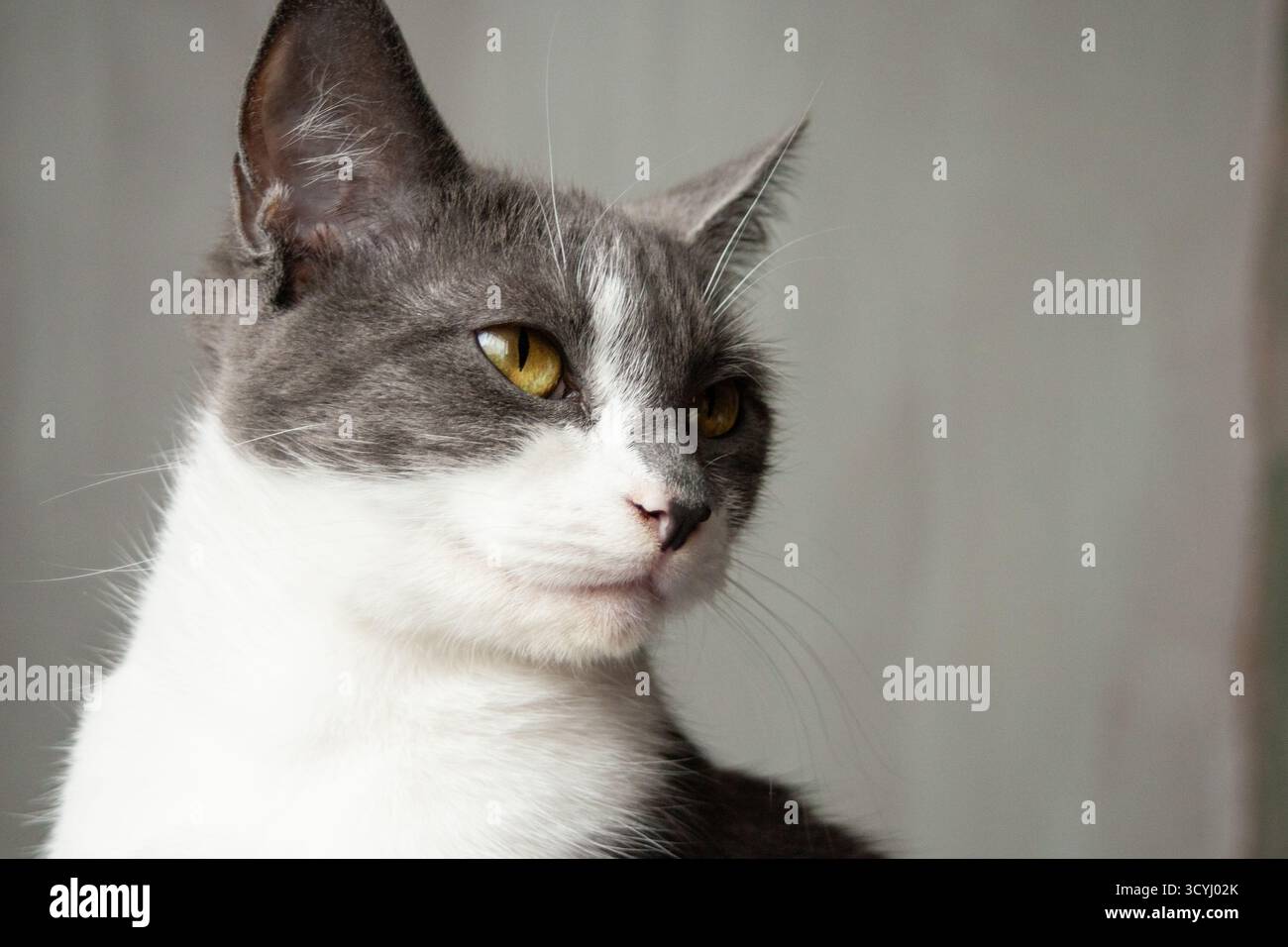 Portrait en gros plan d'un chat domestique gris et blanc aux yeux dorés Banque D'Images