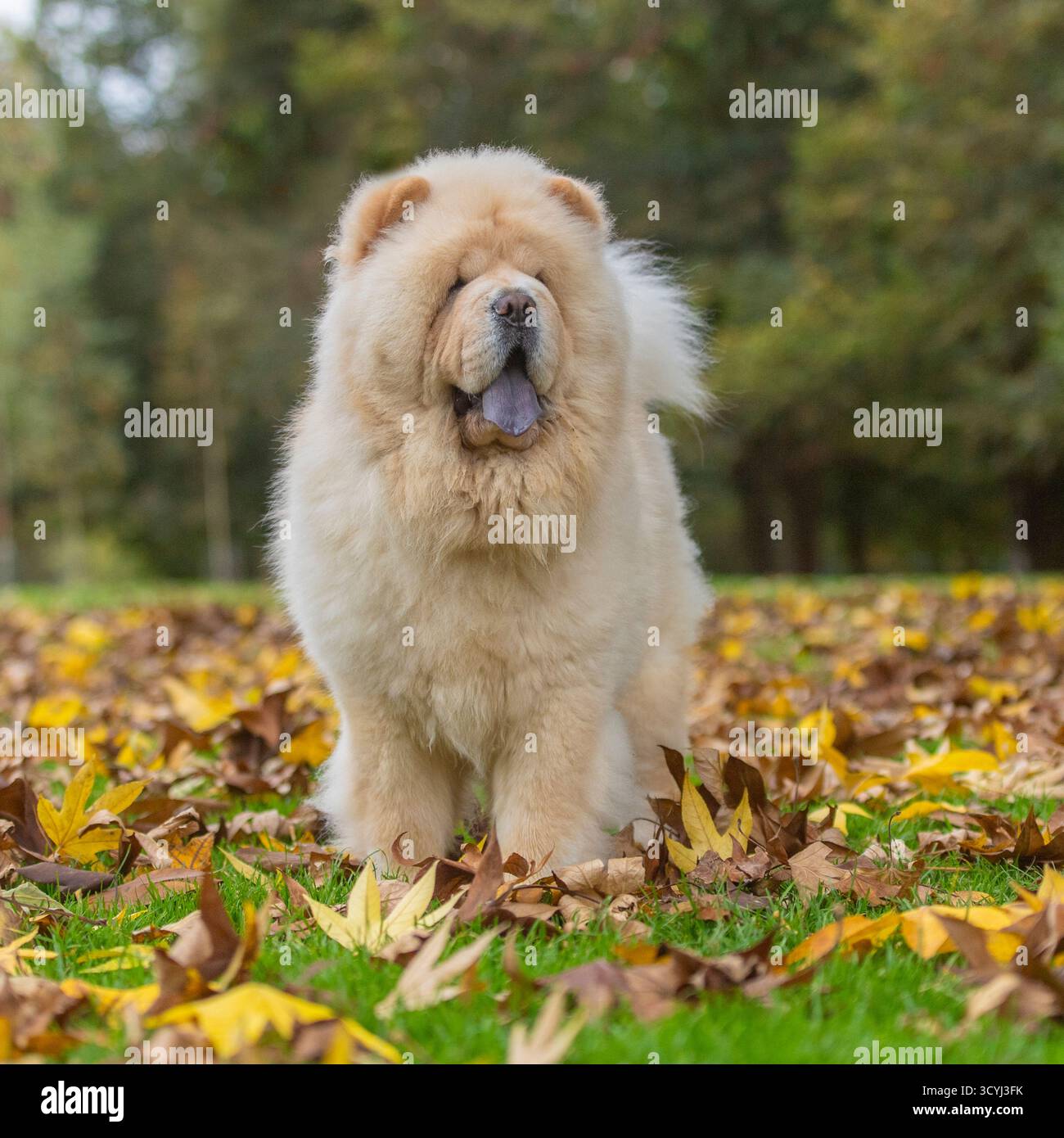 chien chow chow à la crème avec langue bleue typique dans les feuilles d'automne Banque D'Images