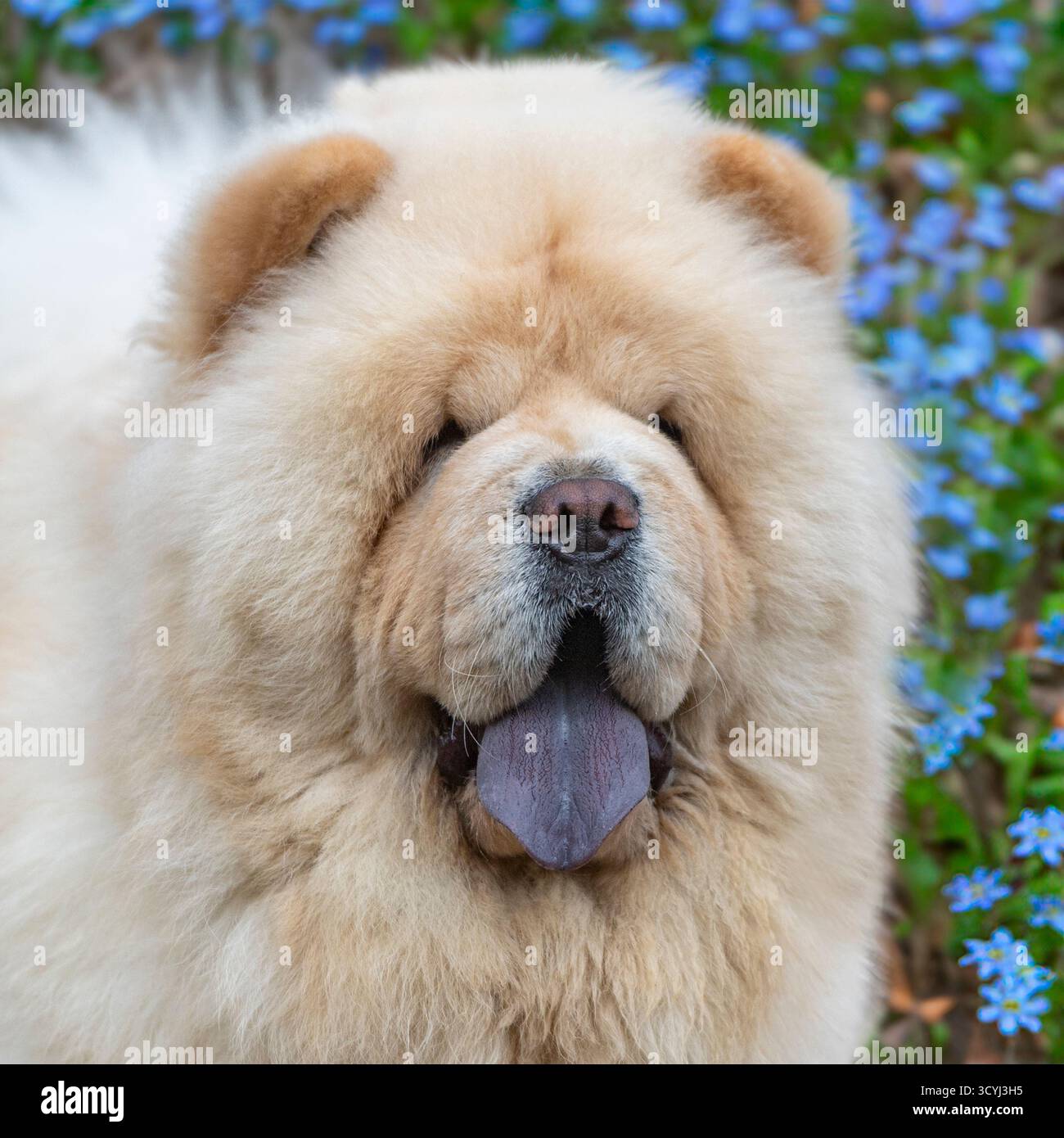 chien chow chow crème avec langue bleue typique Banque D'Images