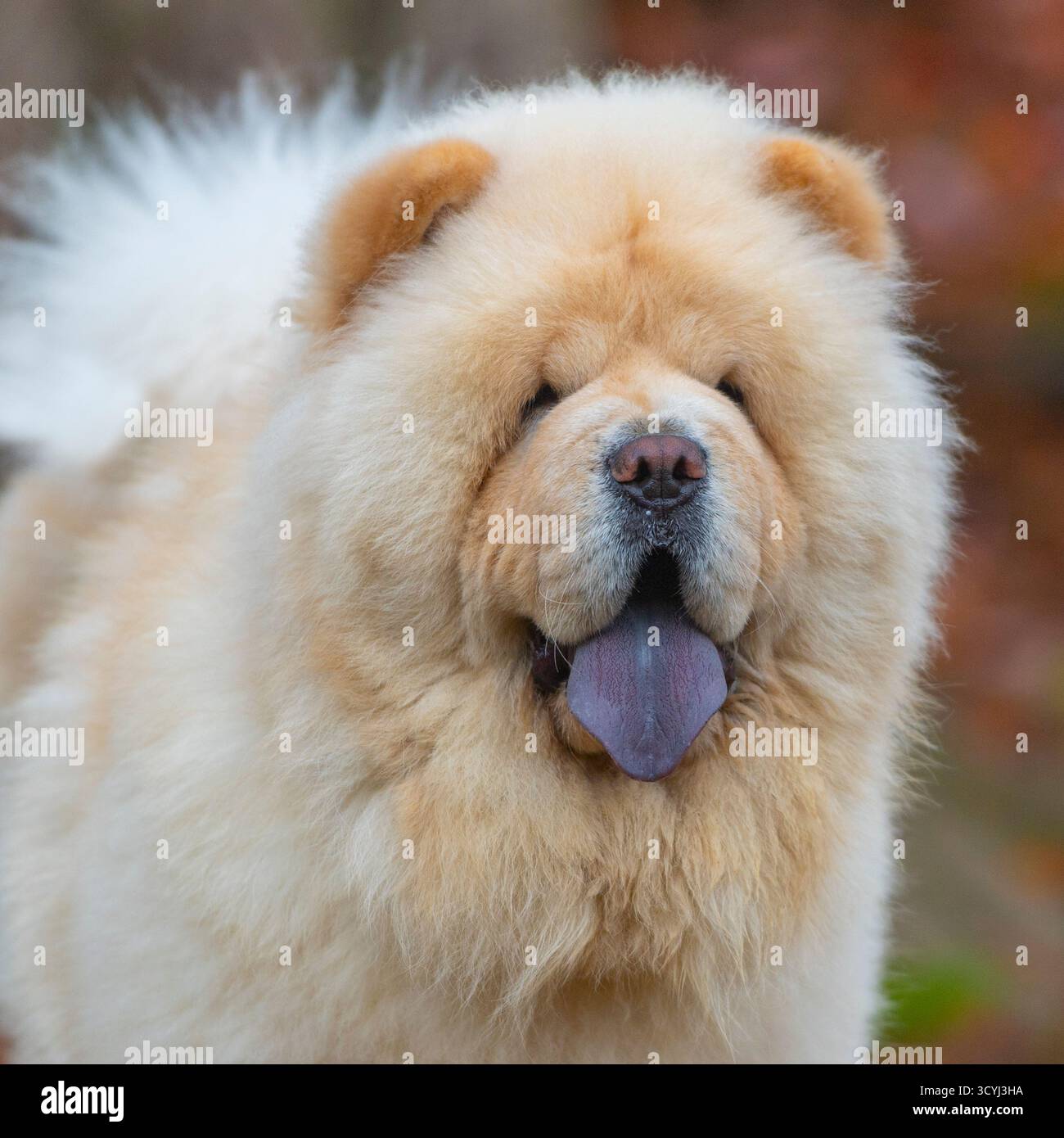 chien chow chow crème avec langue bleue typique Banque D'Images