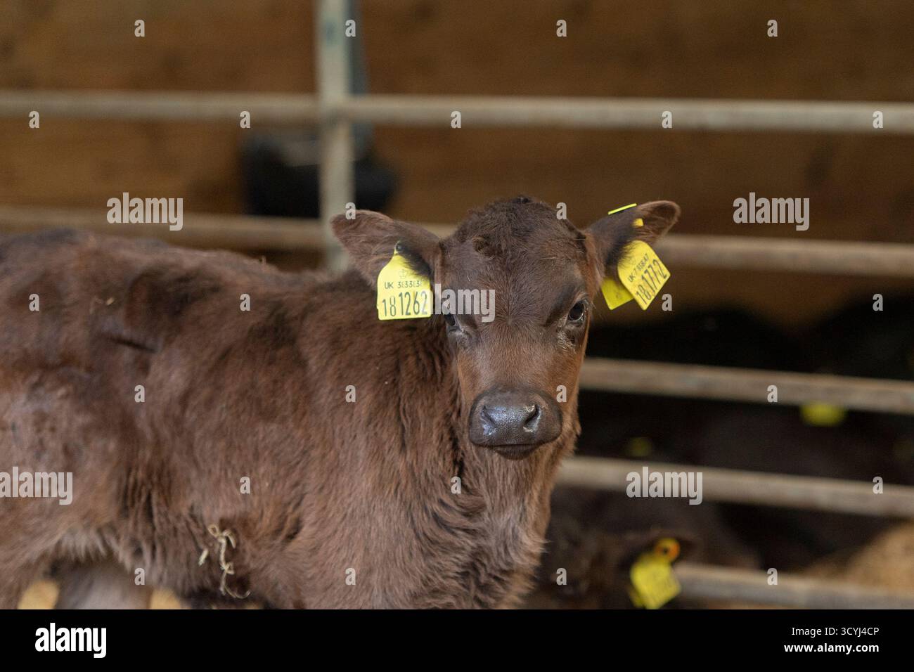 mignon aberdeen angus cross jersey veau dans une grange Banque D'Images