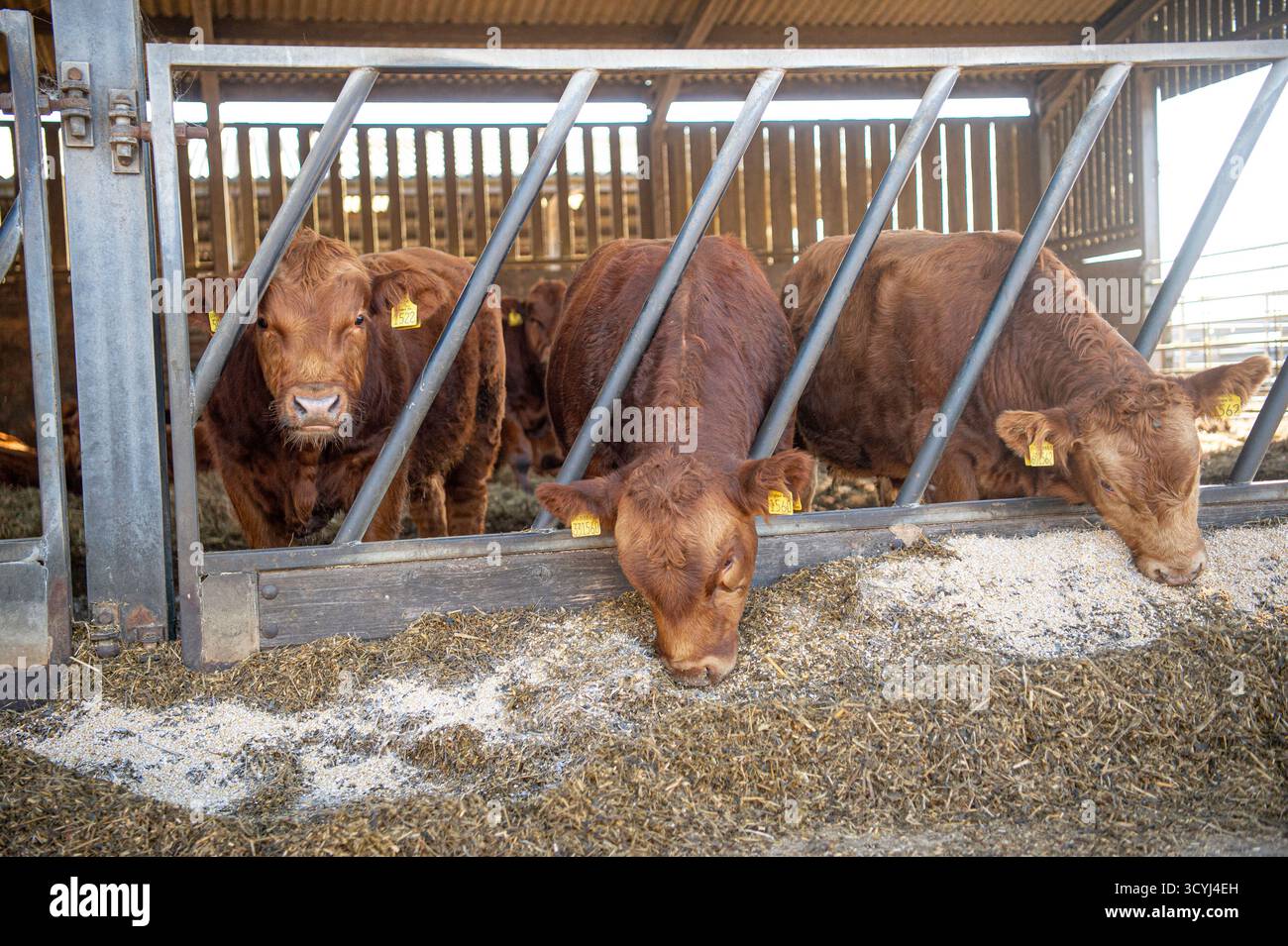 taureaux du limousin mangeant de l'orge et de l'ensilage sur une unité de finition de boeuf Banque D'Images