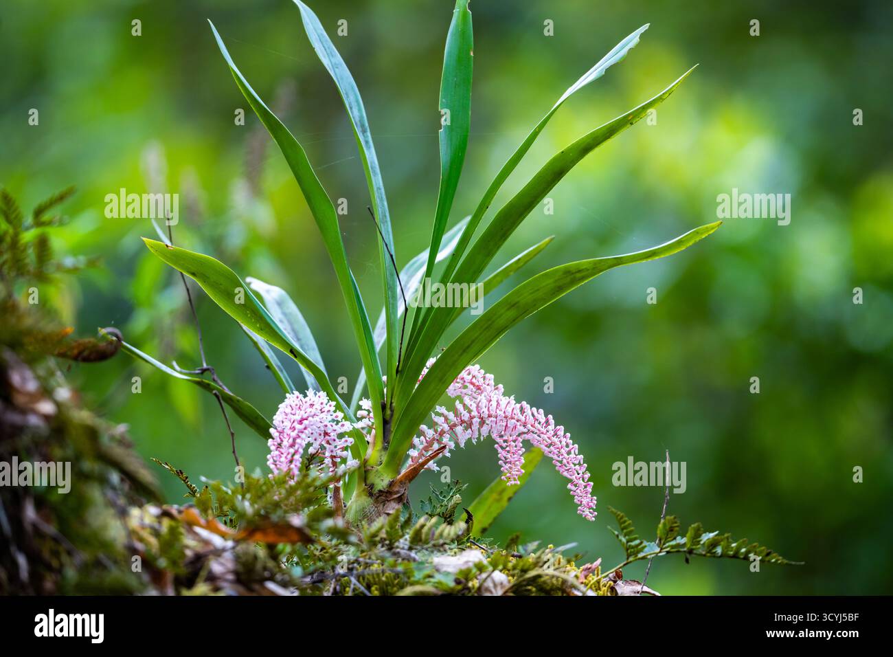 Orchidée de brosse à dents rose (Dendrobium secundum) en pleine floraison sur un arbre. Timor, Indonésie. Banque D'Images