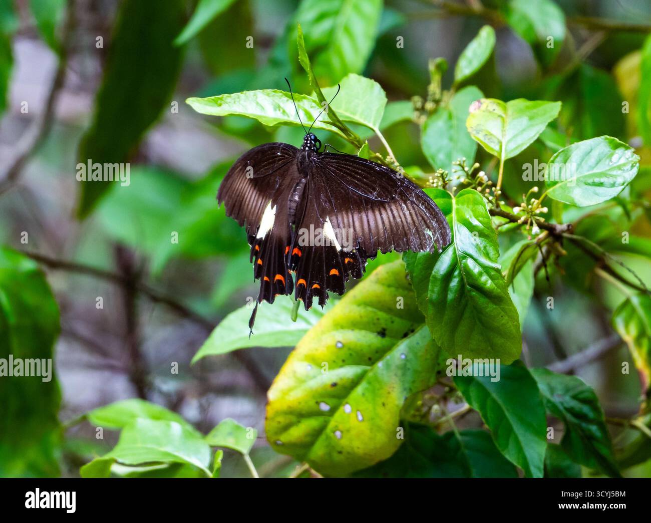 Papillons à queue d'aronde (Papilio biseriatus) perchés sur des feuilles vertes. Timor, Indonésie. Banque D'Images
