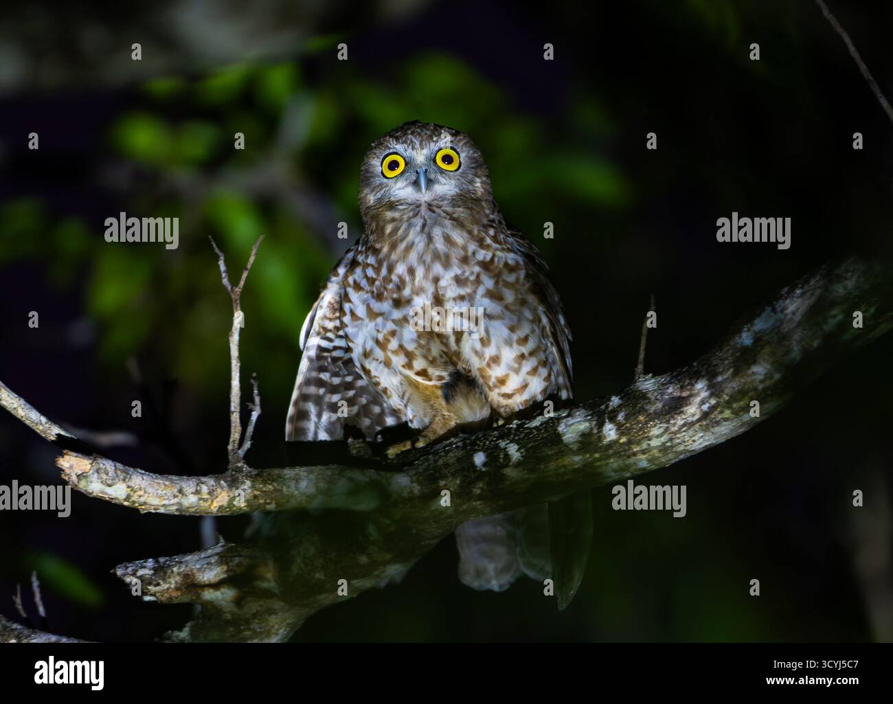 Un Rote Boobook (Ninox rotiensis) perché sur une branche la nuit. Rote, Indonésie. Banque D'Images