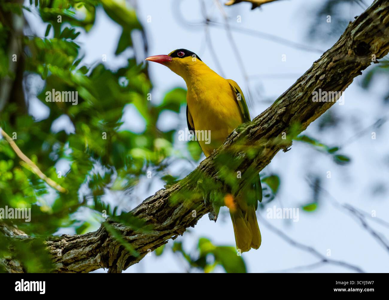 Oriole à poil noir (Oriolus chinensis) perchée sur une branche. Komodo, Indonésie. Banque D'Images