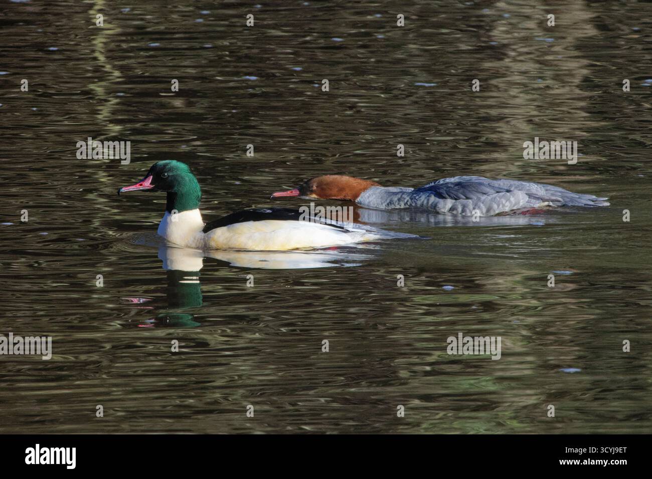 Goosander (Mergus merganser) courtisant la paire avec une femelle abaissant la tête pour solliciter le drake pour s'accoupler alors qu'ils nagent sur un étang boisé, Forest of Dean. Banque D'Images
