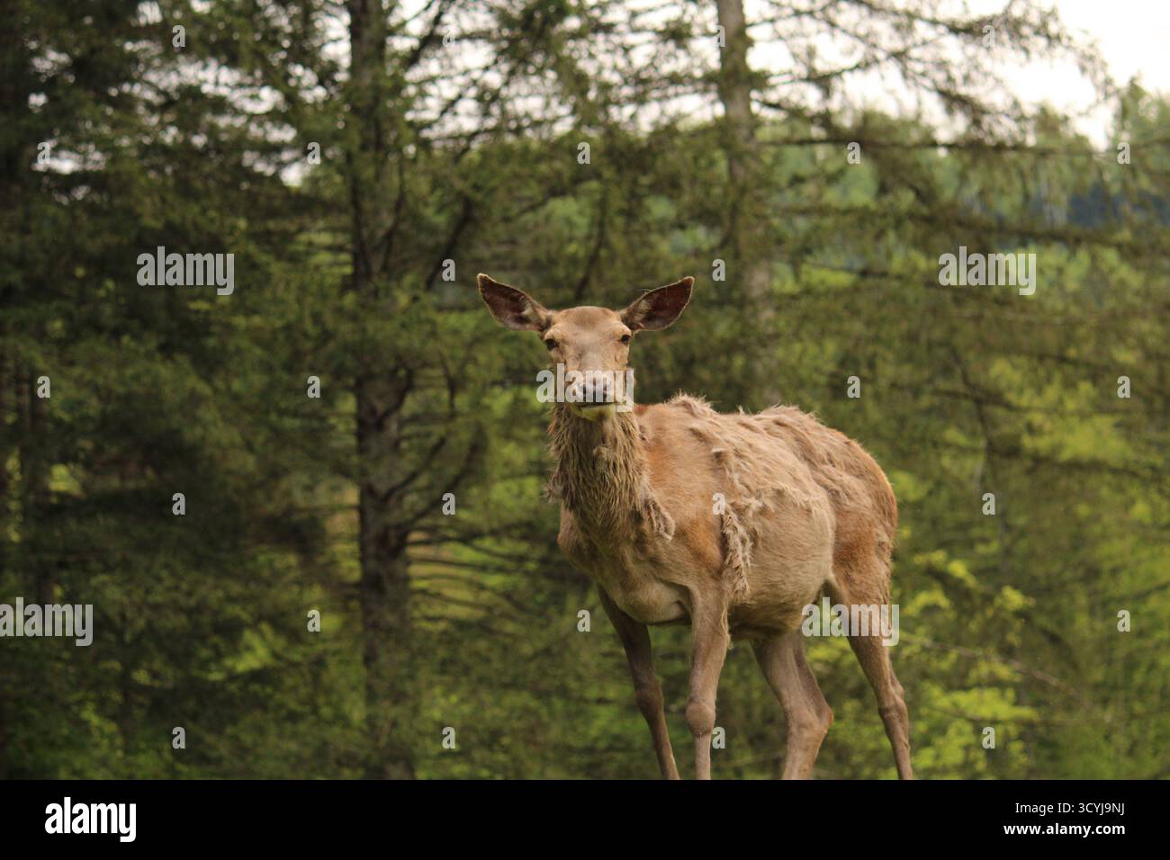 Cerfs sauvages debout dans la forêt pendant la saison printanière. Banque D'Images