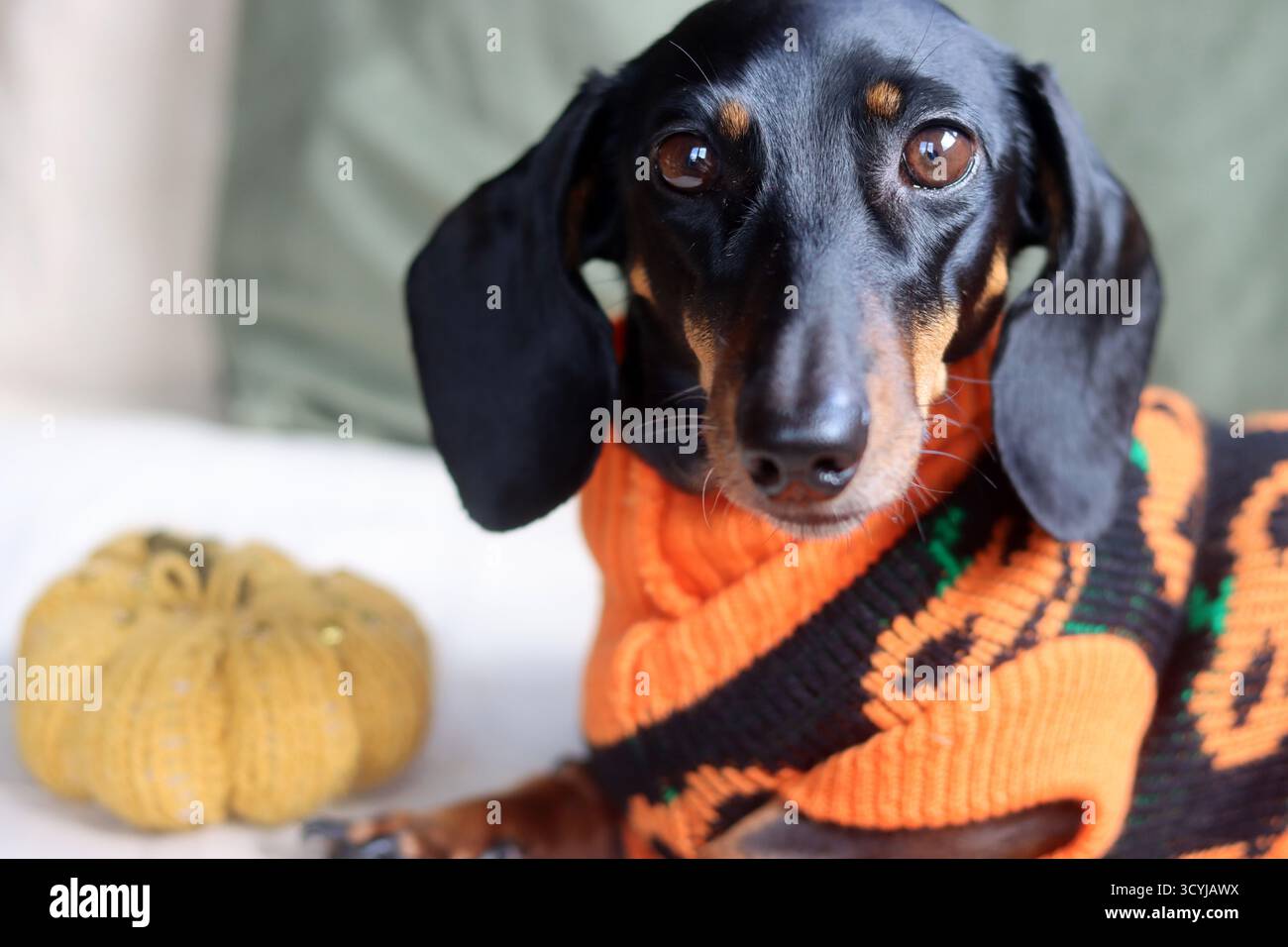 Teckel dans un pull chaud sur le thème d'Halloween avec un jouet de citrouille tricoté Banque D'Images