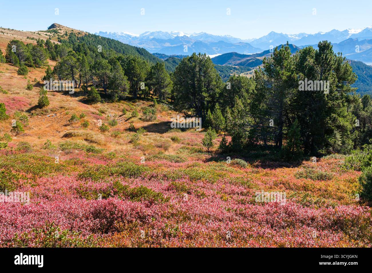 Randonnée d'automne sur la crête de Glaubenberg à Rickhubel et Fürstein, Suisse, octobre doré Banque D'Images