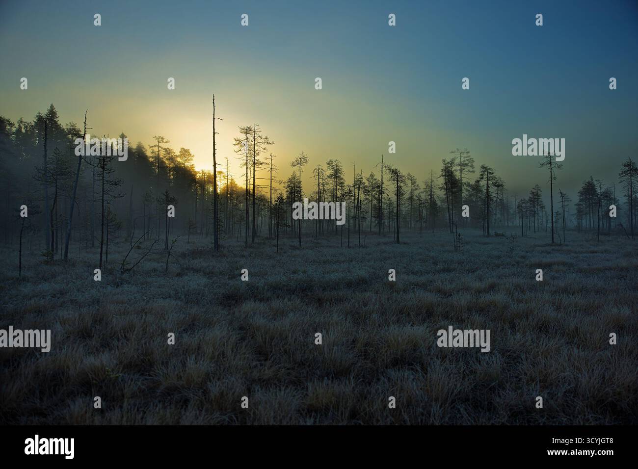 Une scène sereine de lever de soleil avec de la brume s'élevant au-dessus d'une forêt gelée et d'une zone humide, où les arbres minces se dressent dans la lumière dorée du matin. Banque D'Images