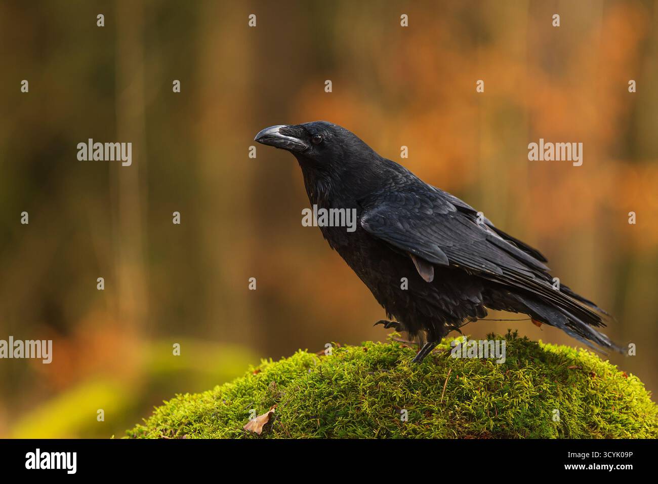 Corbeau commun (Corvus corax) avec fond orange Banque D'Images
