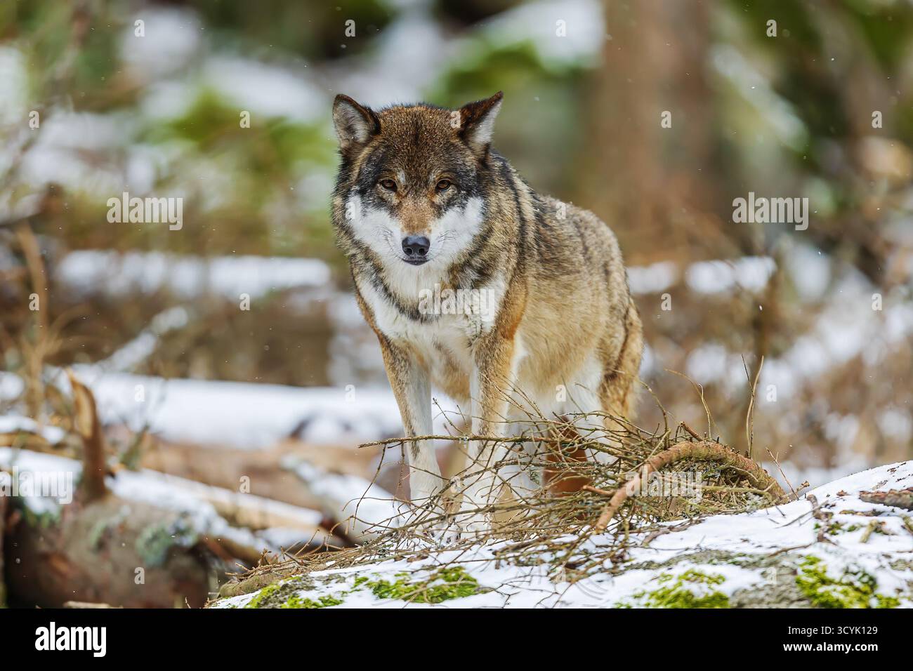 Loup eurasien (Canis lupus lupus) dans la forêt d'hiver Banque D'Images