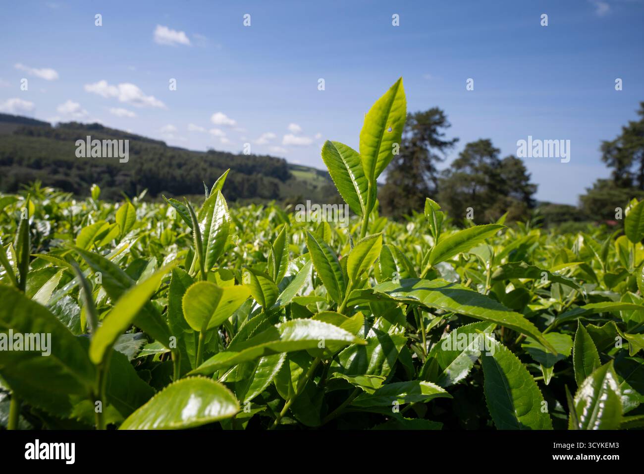 Plantation de thé à Kericho, Kenya, avec fond de ciel bleu Banque D'Images